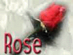 Chicago Rose Wedding Videography Service